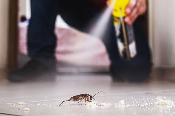 Best Flea Control Services  in Southport, CT
